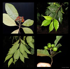 Pittosporum ferrugineum