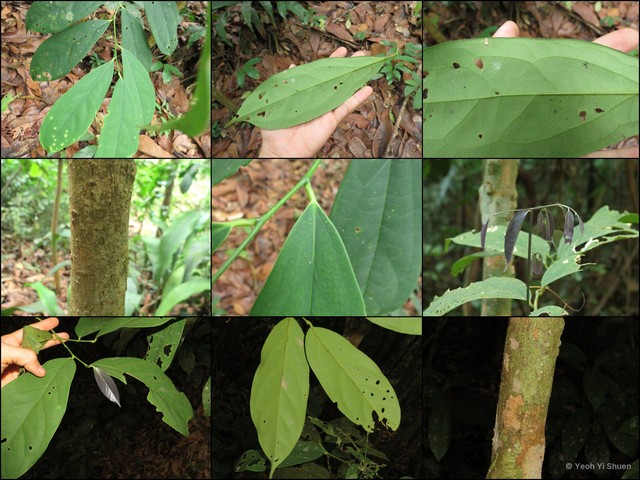 Gonocaryum gracile • © Yeoh Yi Shuen • All Rights Reserved