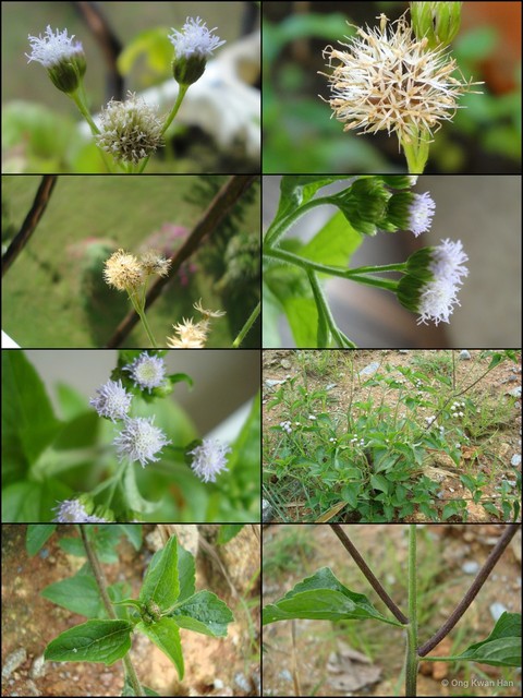 Ageratum conyzoides • © Ong Kwan Han • All Rights Reserved