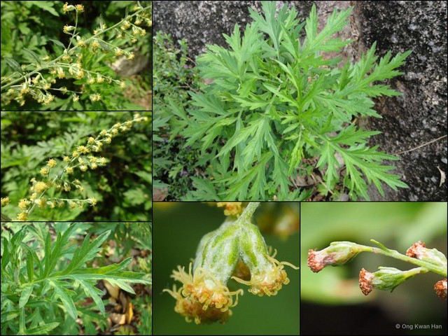 Artemisia (Artemisia) vulgaris • © Ong Kwan Han • All Rights Reserved