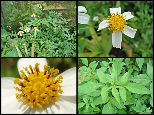 Bidens alba • © Ong Kwan Han • All Rights Reserved