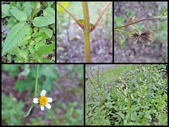 Bidens pilosa