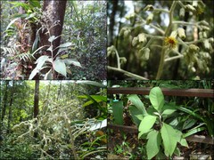 Blumea balsamifera (L.) DC.