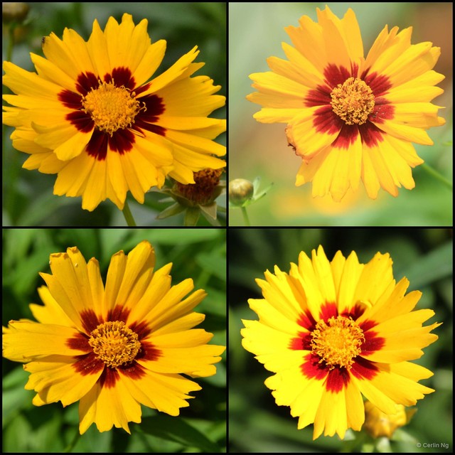 Coreopsis tinctoria • © Cerlin Ng • All Rights Reserved