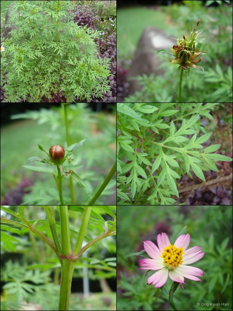 Cosmos caudatus • © Ong Kwan Han • All Rights Reserved
