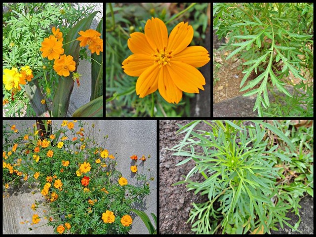 Cosmos sulphureus • © Ong Kwan Han • All Rights Reserved