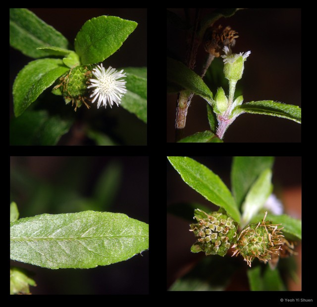 Eclipta prostrata • © Yeoh Yi Shuen • All Rights Reserved
