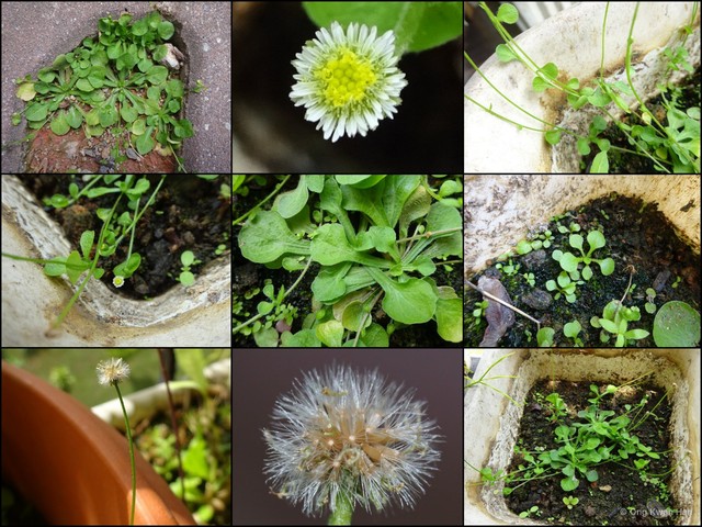 Erigeron bellioides • © Ong Kwan Han • All Rights Reserved