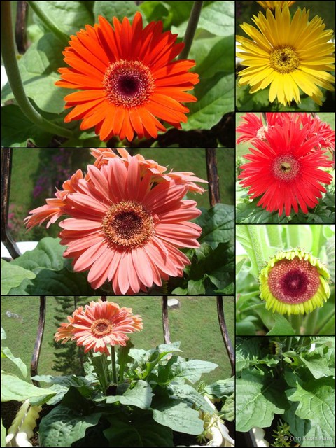 Gerbera jamesonii • © Ong Kwan Han • All Rights Reserved