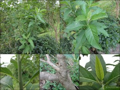 Gymnanthemum amygdalinum