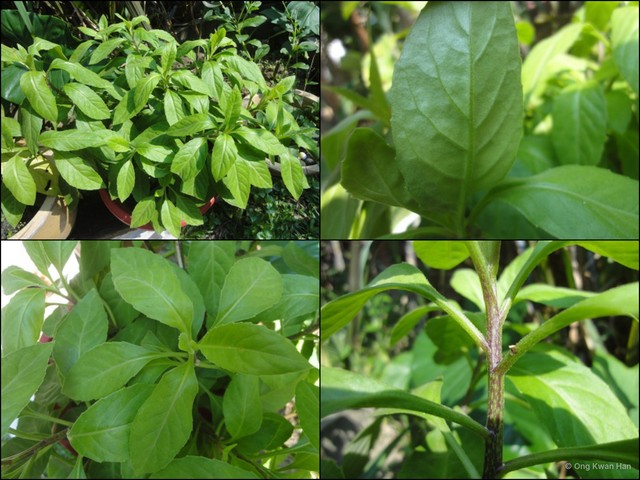 Gynura procumbens • © Ong Kwan Han • All Rights Reserved