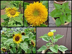 Helianthus annuus