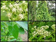 Mikania micrantha