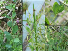 Porophyllum ruderale (Jacq.) Cass.