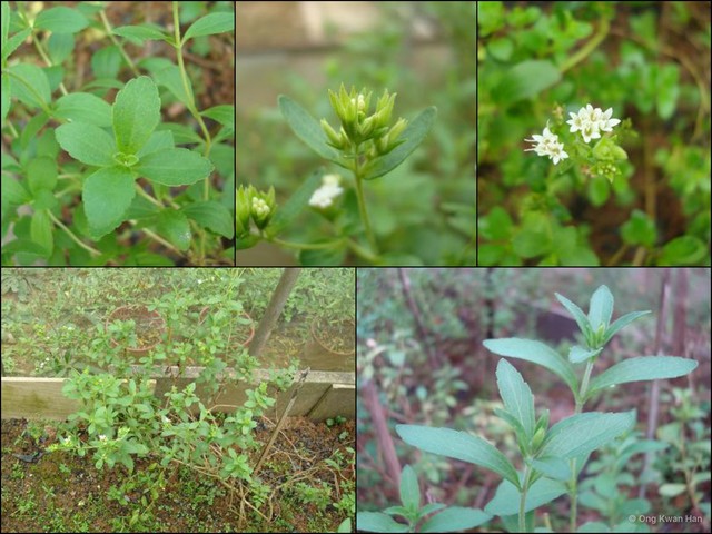 Stevia rebaudiana • © Ong Kwan Han • All Rights Reserved