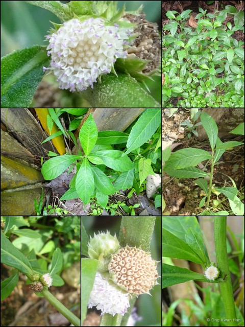 Struchium sparganophorum • © Ong Kwan Han • All Rights Reserved