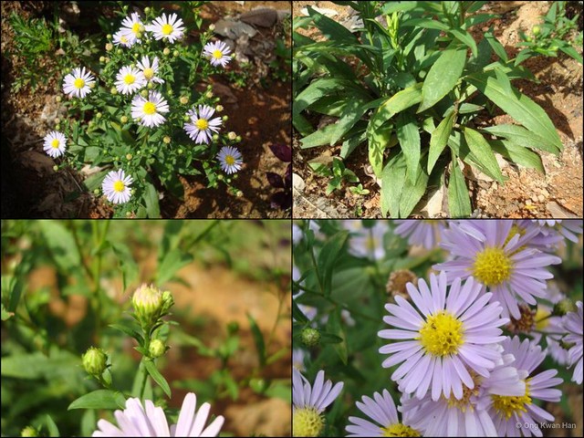 Symphyotrichum (Symphyotrichum) dumosum • © Ong Kwan Han • All Rights Reserved