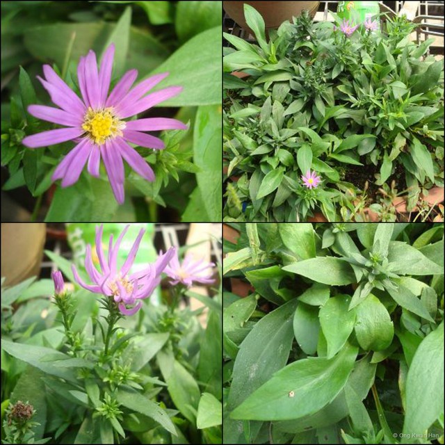 Symphyotrichum (Symphyotrichum) laeve var. laeve • © Ong Kwan Han • All Rights Reserved