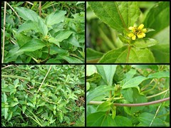 Synedrella nodiflora