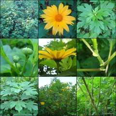 Tithonia diversifolia