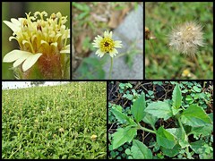 Tridax procumbens