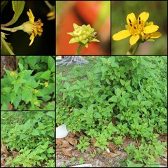 Wollastonia biflora