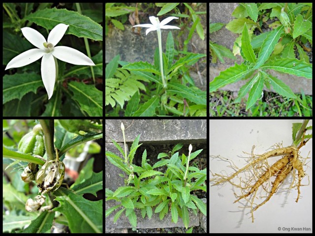 Hippobroma longiflora • © Ong Kwan Han • All Rights Reserved