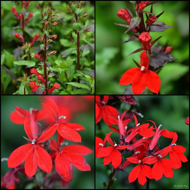 Lobelia cardinalis • © Cerlin Ng • All Rights Reserved