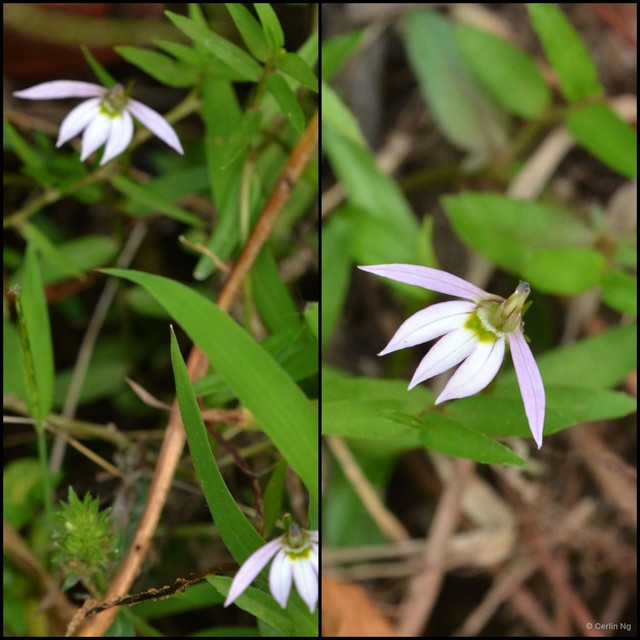 Lobelia chinensis • © Cerlin Ng • All Rights Reserved