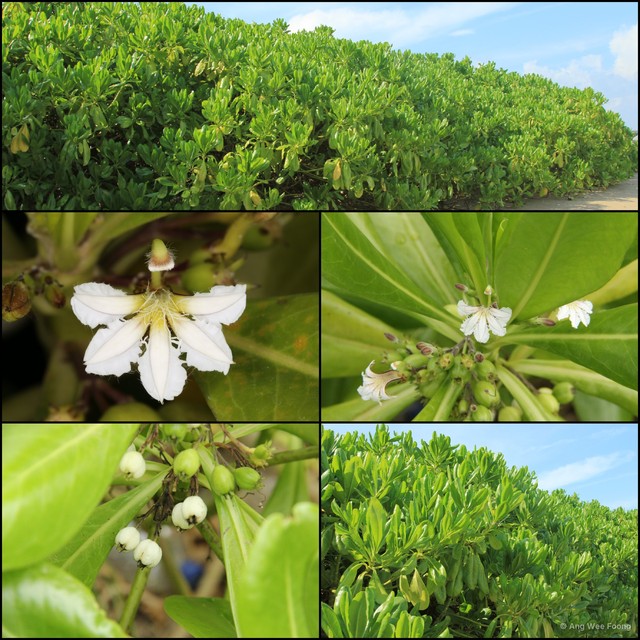 Scaevola taccada • © Ang Wee Foong • All Rights Reserved