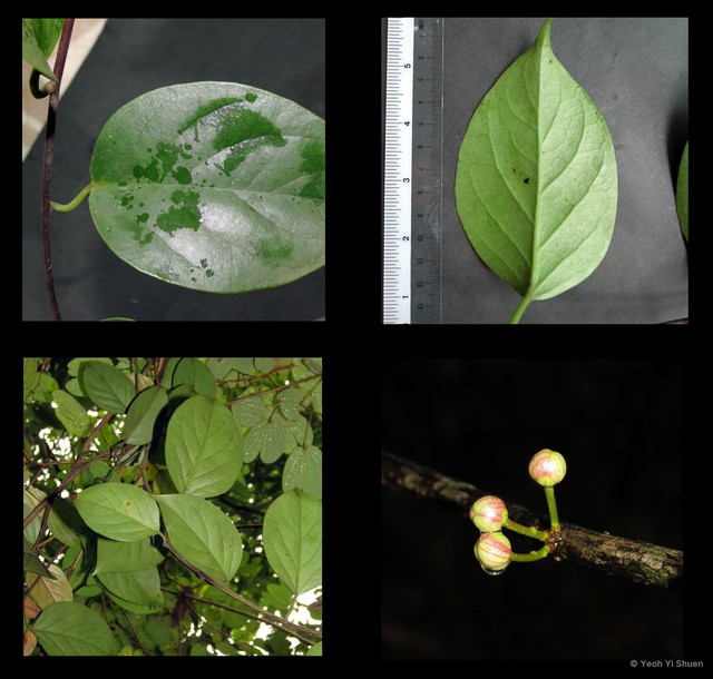 Kadsura scandens • © Yeoh Yi Shuen • All Rights Reserved
