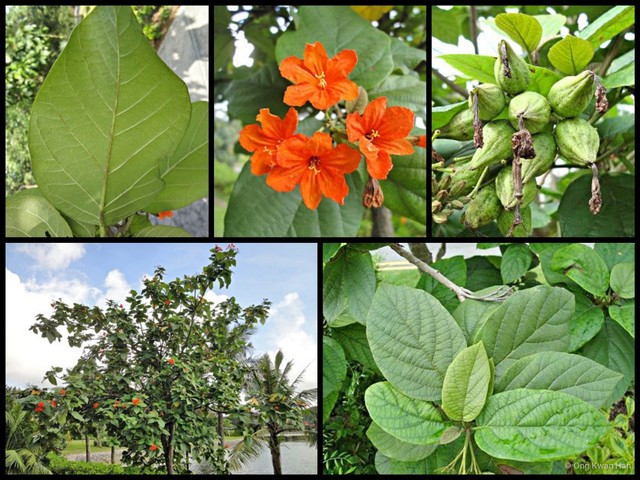 Cordia sebestena • © Ong Kwan Han • All Rights Reserved