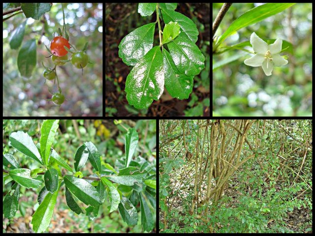 Ehretia microphylla • © Ong Kwan Han • All Rights Reserved