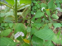 Heliotropium indicum