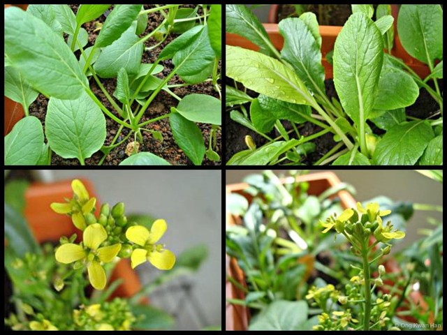 Brassica (Brassica) rapa • © Ong Kwan Han • All Rights Reserved