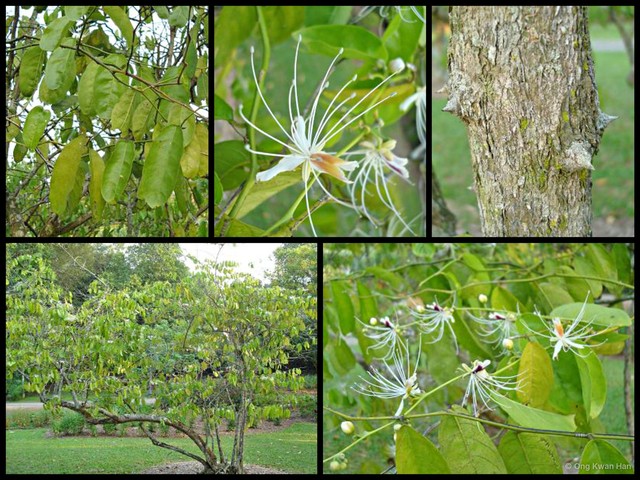 Capparis micracantha korthalsiana • © Ong Kwan Han • All Rights Reserved