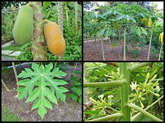 Carica papaya