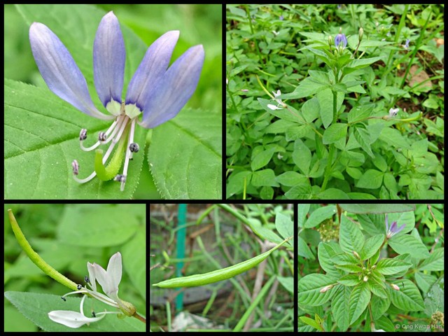 Cleome rutidosperma • © Ong Kwan Han • All Rights Reserved