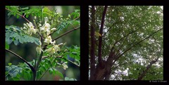 Moringa oleifera