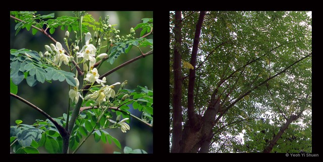 Moringa oleifera • © Yeoh Yi Shuen • All Rights Reserved