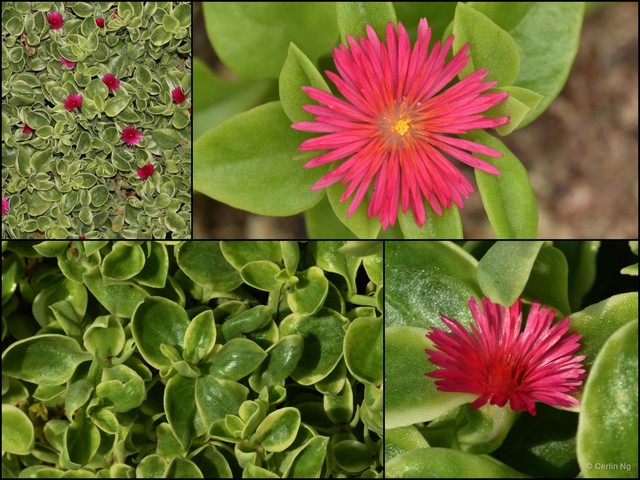 Mesembryanthemum cordifolium • © Cerlin Ng • All Rights Reserved