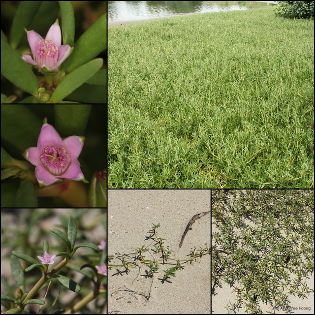 Sesuvium portulacastrum • © Ang Wee Foong • All Rights Reserved