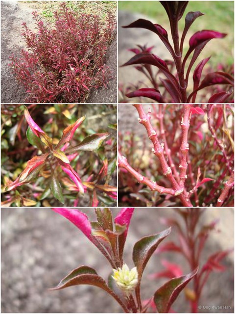 Alternanthera bettzickiana • © Ong Kwan Han • All Rights Reserved