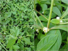 Alternanthera paronychioides A.St.-Hil.