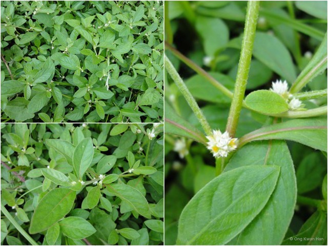 Alternanthera paronychioides • © Ong Kwan Han • All Rights Reserved