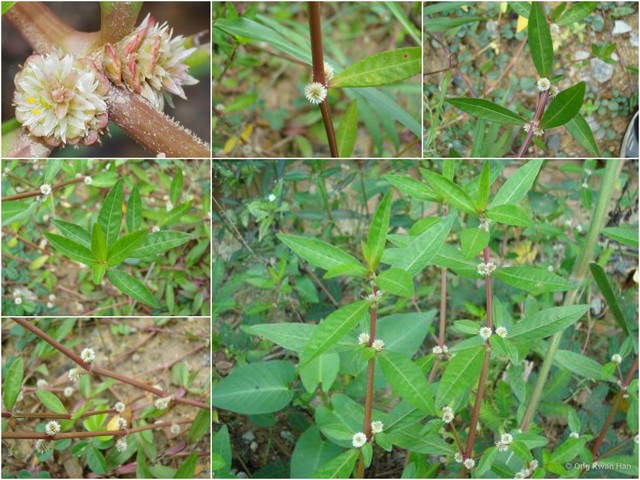 Alternanthera sessilis • © Ong Kwan Han • All Rights Reserved