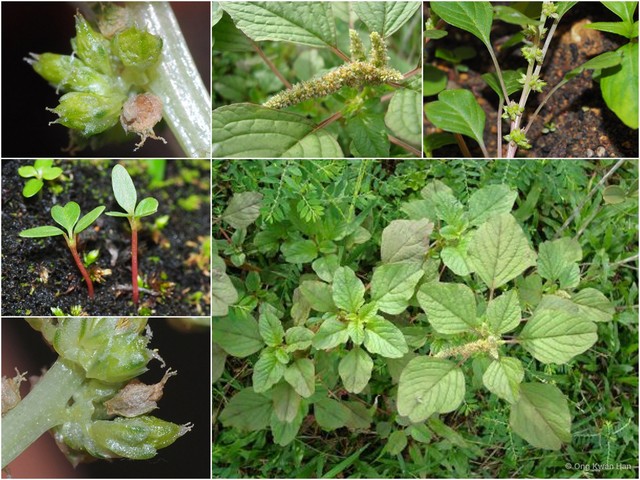 Amaranthus blitum oleraceus • © Ong Kwan Han • All Rights Reserved