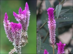 Celosia argentea
