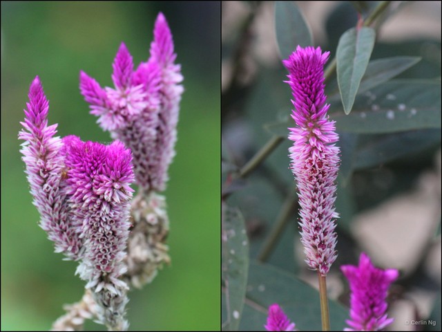 Celosia argentea • © Cerlin Ng • All Rights Reserved