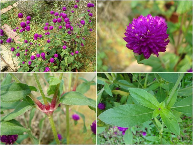 Gomphrena globosa • © Ong Kwan Han • All Rights Reserved